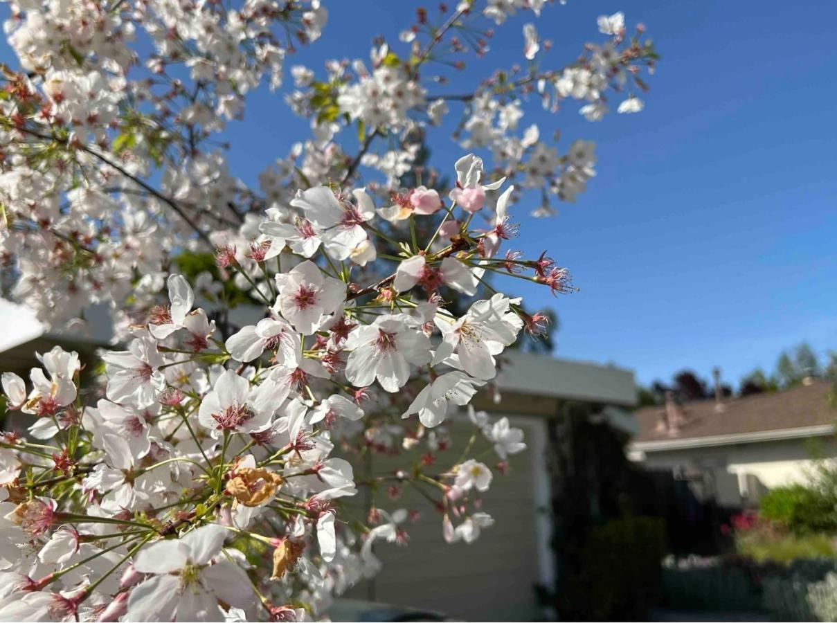 Palo Alto Quiet 1 Bedroom Stanford University ภายนอก รูปภาพ